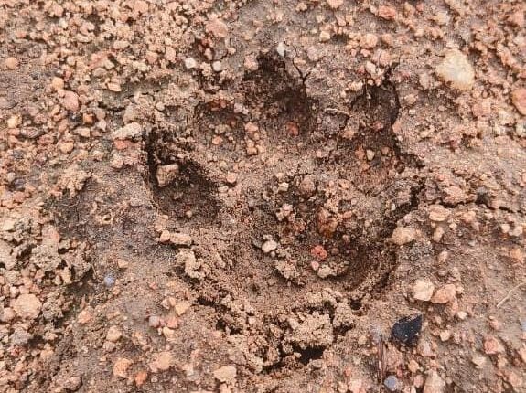 Leopard tiger roaming in Chandupatla village