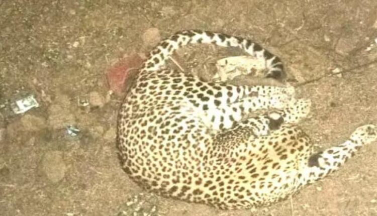 Cheetah dies in a road accident
